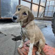 Самый ласковый щенок метис лабрадора Веста в дар, в Москве