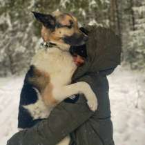 Выгул собак, в Южно-Сахалинске