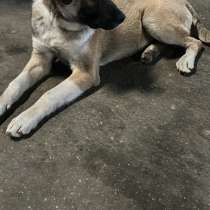 Джим ищет любящих хозяев!, в Видном