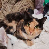 Трёхцветная красавица Лапушка в дар!, в г.Минск