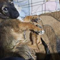 Отдам в добрые руки, в г.Бельцы