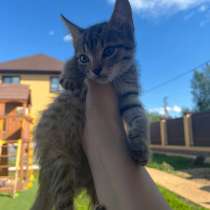 Продам котенка, в Малоярославце