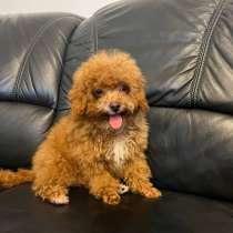 Exclusive miniature Maltipoo boy, в г.Гамбург