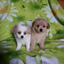 Кавапу мальчики, в Туле