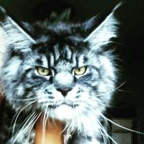 У вас ещё нет Мейн-куна?, в Санкт-Петербурге