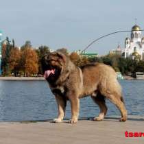 Щенки кавказской овчарки, в Екатеринбурге