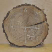 Поперечные спилы карагач, в Москве