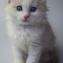 Котята Регдолл, в Москве