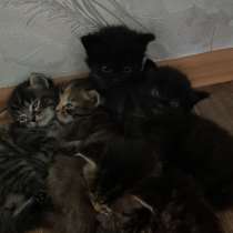 Отдам спокойных, приученых к лотку котят в добрые руки, в Бердске