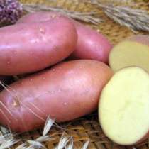 Семенной картофель из Беларуси, в Тамбове