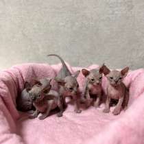 Котята сфинкс ищут себе любящую семью❤️ ОСТАЛИСЬ 2 МАЛЬЧИКА, в Краснодаре
