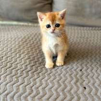 Котята британские, в Москве
