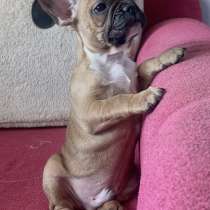 Французский бульдог, в Оренбурге