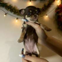 Щенки чихуахуа, в Москве