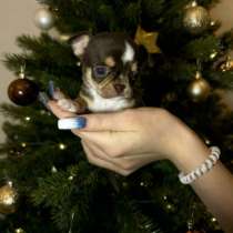 Щенки чихуахуа, в Москве