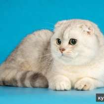 Коты на вязку, в Нерехте