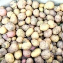 Картофель мелкий, в Муроме