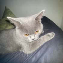 Кот британец, в Краснодаре