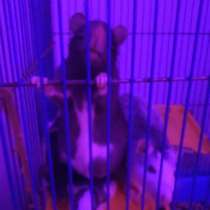 Крысы домашние, в Барнауле