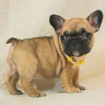 Щенки из питомника РКФ, в Москве