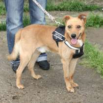 Добрый, жизнерадостный Чук мечтает о любимой семье и доме!, в Москве