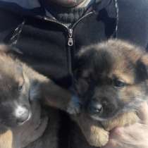 Собаки щенки (1,5 месяца) даром в добрые руки, в Хабаровске