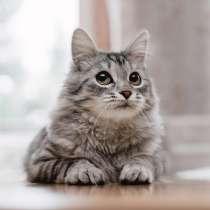 Ласковый кот Космос, фенотип мейн-куна, ищет семью!, в Москве