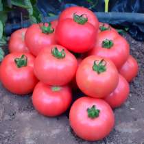 Продаем семена томатов в Краснодаре, в Краснодаре