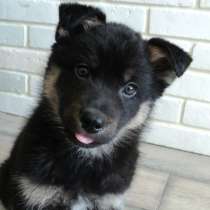 Двухмесячный малыш - Токио ищет дом!, в Москве