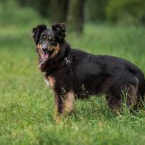 Чудо-собачка Фиби ищет семью, в Москве