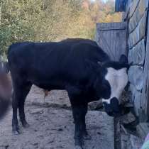 Продается корова тельная (5 месяцев), и бычки, в Туапсе