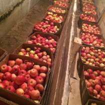 Продаю яблоки зимних сортов (Голден, Семеренко, Антоновка) в, в Нижнем Новгороде