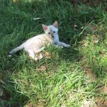 Бенгальская линкс, в Москве