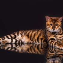 Котенок породы ТОЙГЕР - маленький тигр, в Гатчине