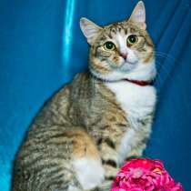Кошечка Ася в дар, в добрые руки, в Москве