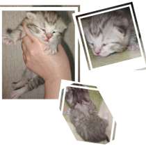 Шотландские вислоухие котята, в Салавате