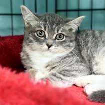 Котята в добрые руки!, в Москве