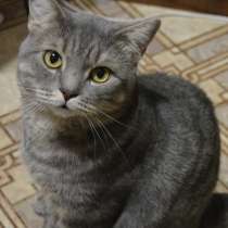 Шотландский кот, в Красноярске