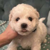 Щенки, в Красноярске