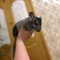 Шиншилла, в Волоколамске