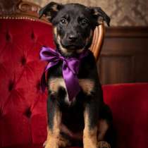 ШОКОЛАПКЕ НУЖНА СЕМЬЯ, в г.Минск