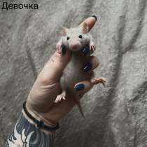 Декоративные крысята, в Москве