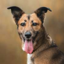 Мэрил&ndash;универсальная городская собака! Обожает детей и кошек, в Москве