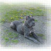 Щенкок от от нашей девочки Кане Корсо, в г.Минск