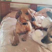 Такса метис, в Москве