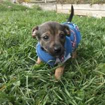 Щеночек от мелкой собачки ищет дом, в Санкт-Петербурге