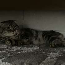 Кот, в Грозном