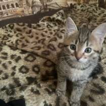 Отдам котенка, в Москве