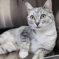 Молодая кошечка Туся в самые добрые руки!, в Москве