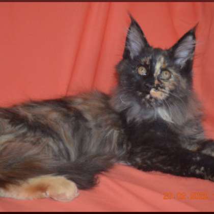 Котята мейн кун курск. Кун миасс. Котята мейн кун черепахового окраса. Es 22 окрас мейн кун. Помесь мейн куна и сибирской.